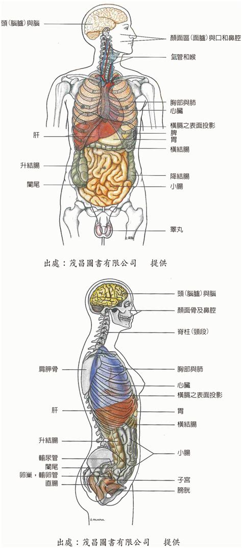 身體結構圖女|人體解剖學載體女性身體和器官圖向量圖形及更多人體構造圖片